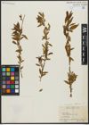 Foto von Salix alba subsp. vitellina (L.) Arcang.